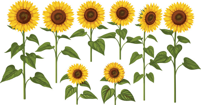 Beautiful Sunflower Vector Clipart Blossom Set with Yellow Petals and Long Green Stems for Summer Floral Patterns and Wedding Decor Designs