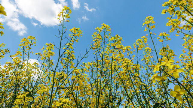 Vibrant yellow rapeseed flowers bloom against a clear blue sky with fluffy white clouds