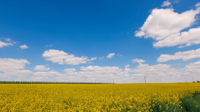 Vibrant yellow flower field under a bright blue sky with fluffy clouds