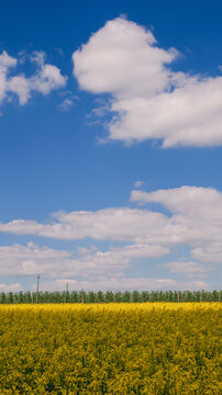 Vast yellow rapeseed field under a bright blue sky with fluffy white clouds