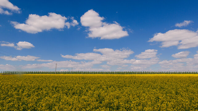 Vast yellow canola field under a bright blue sky with fluffy white clouds