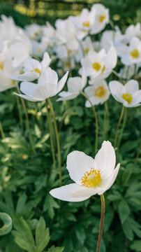 Delicate white anemone flowers bloom in a lush green garden on a sunny day