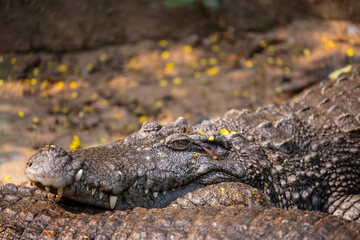 Fototapeta premium Crocodile (Crocodylidae) near water body at forest.