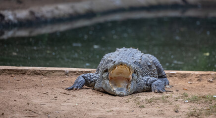 Obraz premium Crocodile (Crocodylidae) near water body at forest.