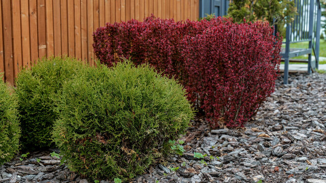 Contrasting garden shrubs with vibrant green and deep red foliage in a landscaped yard