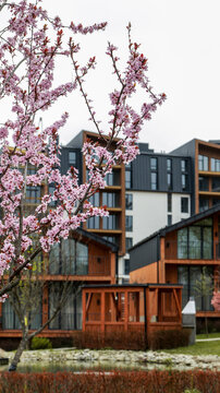 Blooming cherry blossoms frame modern wooden buildings in a serene natural setting
