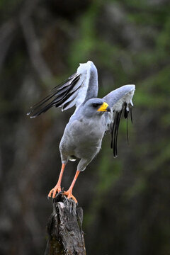 Eastern chanting goshawk takes off from stump
