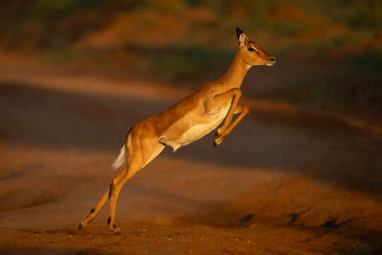 Female impala with catchlight jumping across track