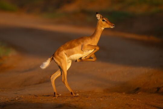 Female impala with catchlight jumps across track