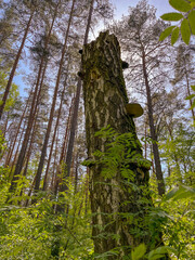 Fototapeta premium in the forest, on a dead birch tree, there are tinder fungi