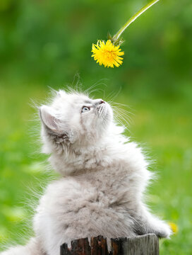 Siberian Kitten Blue Eyes Looking Up Yellow Dandelion Wood Stump &mdash; Adorable Fluffy Cat Wonder Curiosity Spring Nature Portrait Norway