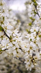 Naklejka premium Close-up of white cherry blossom flowers on branches. The delicate petals are in full bloom, showcasing the beauty of spring.
