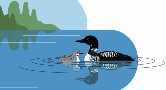 A loon and chick glide on serene water, with misty hills in background