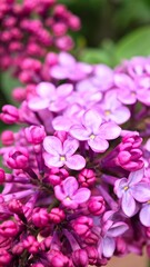 Obraz premium Close-up of vibrant lilac flowers in various shades of purple. The petals are delicate and clustered, showcasing the beauty of spring blooms.