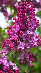Obraz premium Close-up of vibrant lilac flowers in full bloom. The petals are a mix of purple and lavender shades, surrounded by green leaves.