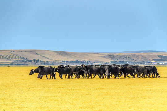 A Herd of Cattle Grazing in a Yellow Field in Ichkeul, Bizerte, Tunisia. North Africa