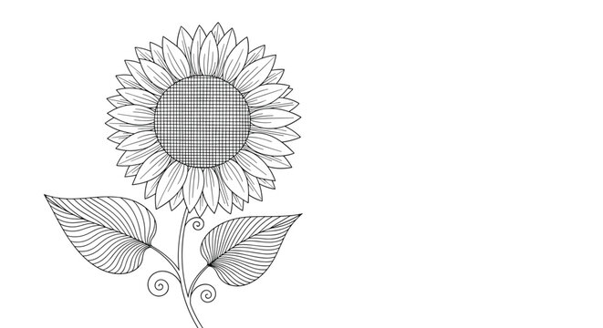 Beautiful black and white line art drawing of a single sunflower with elegant leaves, perfect for spring and summer floral design.
