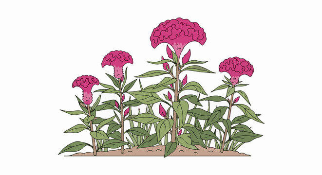 A row of vibrant, crested cockscomb flowers in pink and green hues