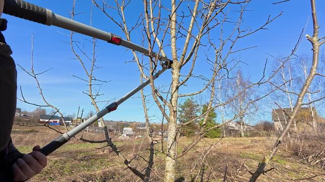 A man unsuccessfully pruned branch of a fruit tree with pruning shears, making a wound on the trunk. Garden maintenance in autumn, winter or spring. Gardening work. Person pruning trees in a garden.