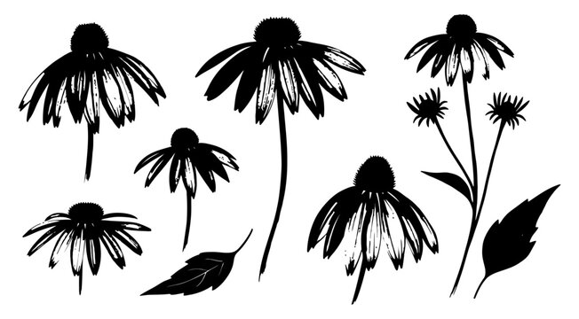 Hand drawn echinacea flower silhouette collection isolated on transparent background black and white vector art