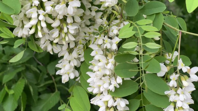 White Acacia Flowers in Bloom on a Tree