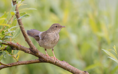 Obraz premium River Warbler - near the nesting place in summer