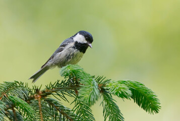 Coal tit at a wet forest in spring © Simonas