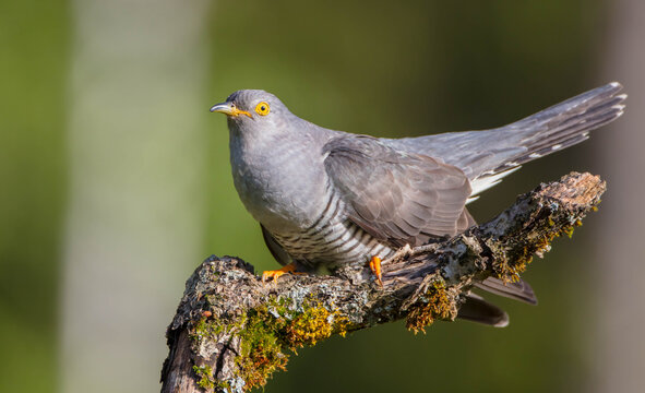 Common cuckoo - in spring at a wet forest