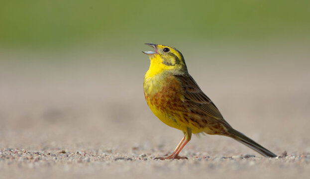 Yellowhammer  - male in summer