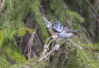 Crested tit at forest in spring © Simonas