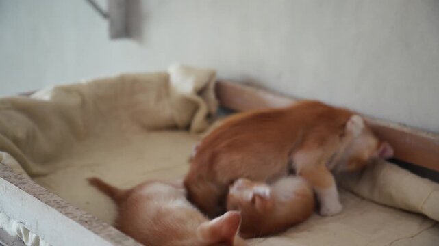 Sleeping Kittens Moving on Cushioned Pet Bed Indoor Close Up