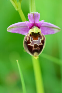 Wild bee orchid (Ophrys Apifera) vertical close-up, Bois de la Tour du Lay, Val D'Oise, France
