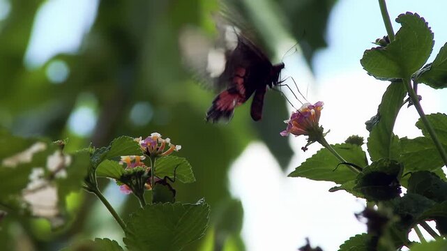 Vibrant Wildlife Scene: Elegant Insect Gliding and Perching on Flower Petals to Feed - 4K
