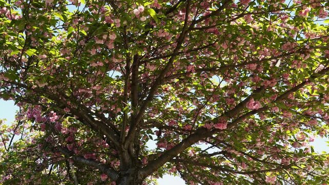 Flowering Tree Branches With Pink Blossoms and Green Leaves
