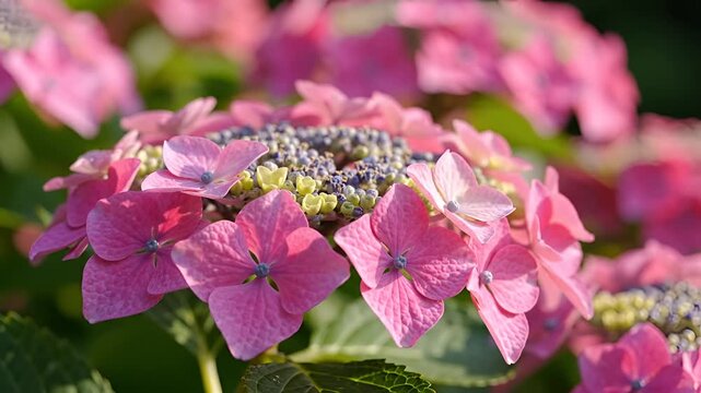 Closeup of Vibrant Pink Hydrangea Flowers Blooming in Sunlight.