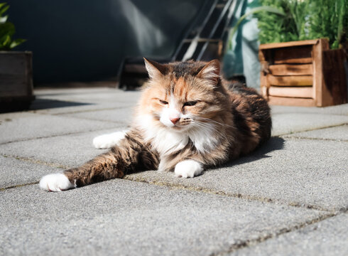 Relaxed cat lying on patio while sunbathing. Cute fluffy kitty enjoying the sun. Content body language, sleeping or dozing. Female calico cat enjoying safe outdoor space. Selective focus.