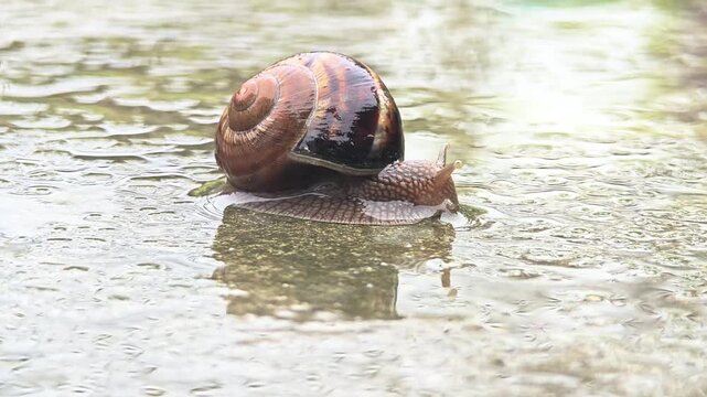 A close-up of a brown garden snail moving slowly on a wet surface. The snail has a spiral shell with dark stripes and a soft body.