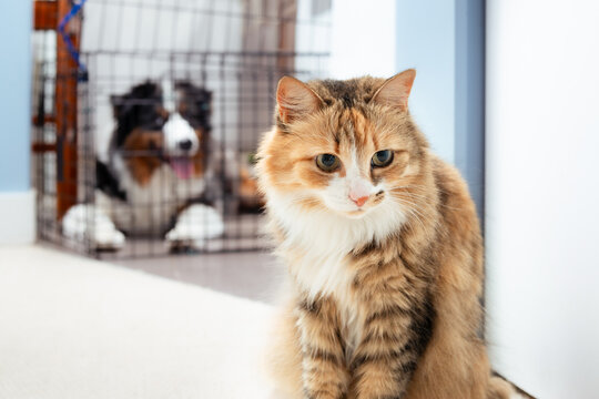 Cat in front of defocused pet gate and dog. Relaxed dog and cat in multi-pet home with baby gate for safety and peace. Save cat and dog introduction. Bring home new pet concept. Selective focus.