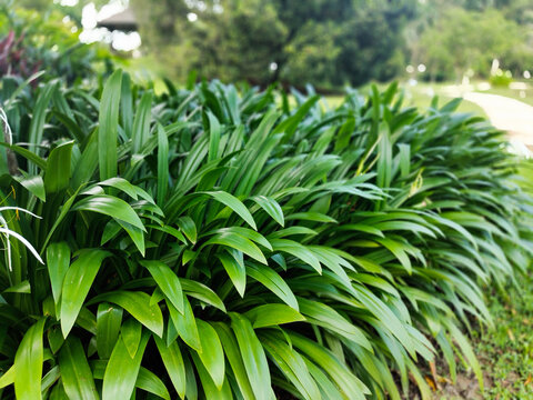 . Setaria palmifolia lush green foliage with soft tropical leaves in a garden landscape with a blurred background.