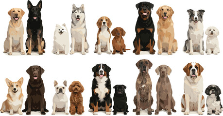 Big collection of diverse popular dog breeds pairs golden retriever husky german shepherd rottweiler corgi poodle saint bernard set isolated on white background © Fahim
