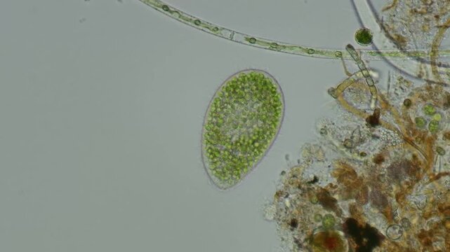 Paramecium bursaria at 20x under brightfield microscopy