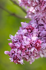 Obraz premium Close up of bright pinkish purple lilac flowers in a garden