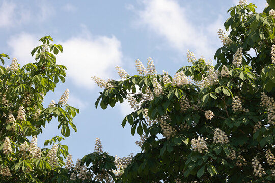 Blooming horse chestnut trees with white flowers against blue sky