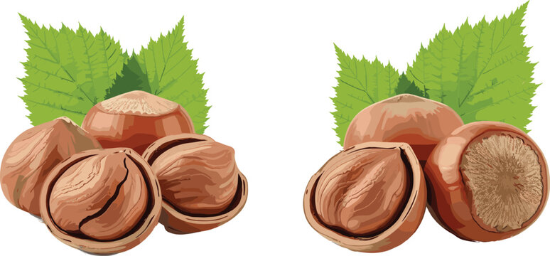 Fresh Raw Hazelnuts Vector Illustration Set Featuring Whole Nuts Cracked Shells Kernels and Green Leaves Isolated on White Background for Snack Designs