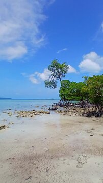Tropical beach landscape featuring vibrant green mangrove trees with visible roots on a sandy shore next to crystal-clear turquoise ocean water under a blue sky with clouds.
