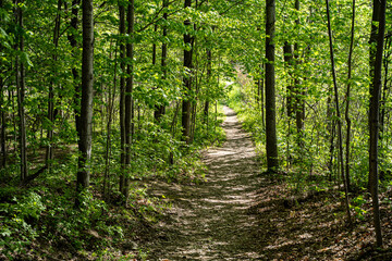 Obraz premium View of narrow forest trail surrounded by green trees.