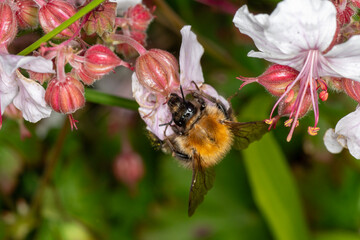 The common carder bumblebee, Bombus pascuorum on geranium species © Wildwatertv