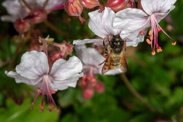 Red Mason Bee (Osmia bicornis) visiting a geranium  © Wildwatertv