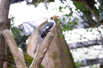 A hornbill resting quietly on a tree branch in the middle of nature. © maybeiii