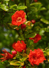 Fototapeta premium Pomegranate tree. Punica gratanum Flowers in full bloom. Portugal.